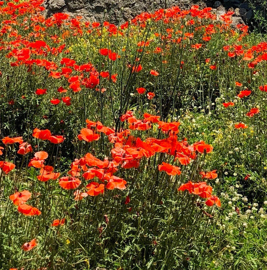 embracing the promise of poppies♥️
