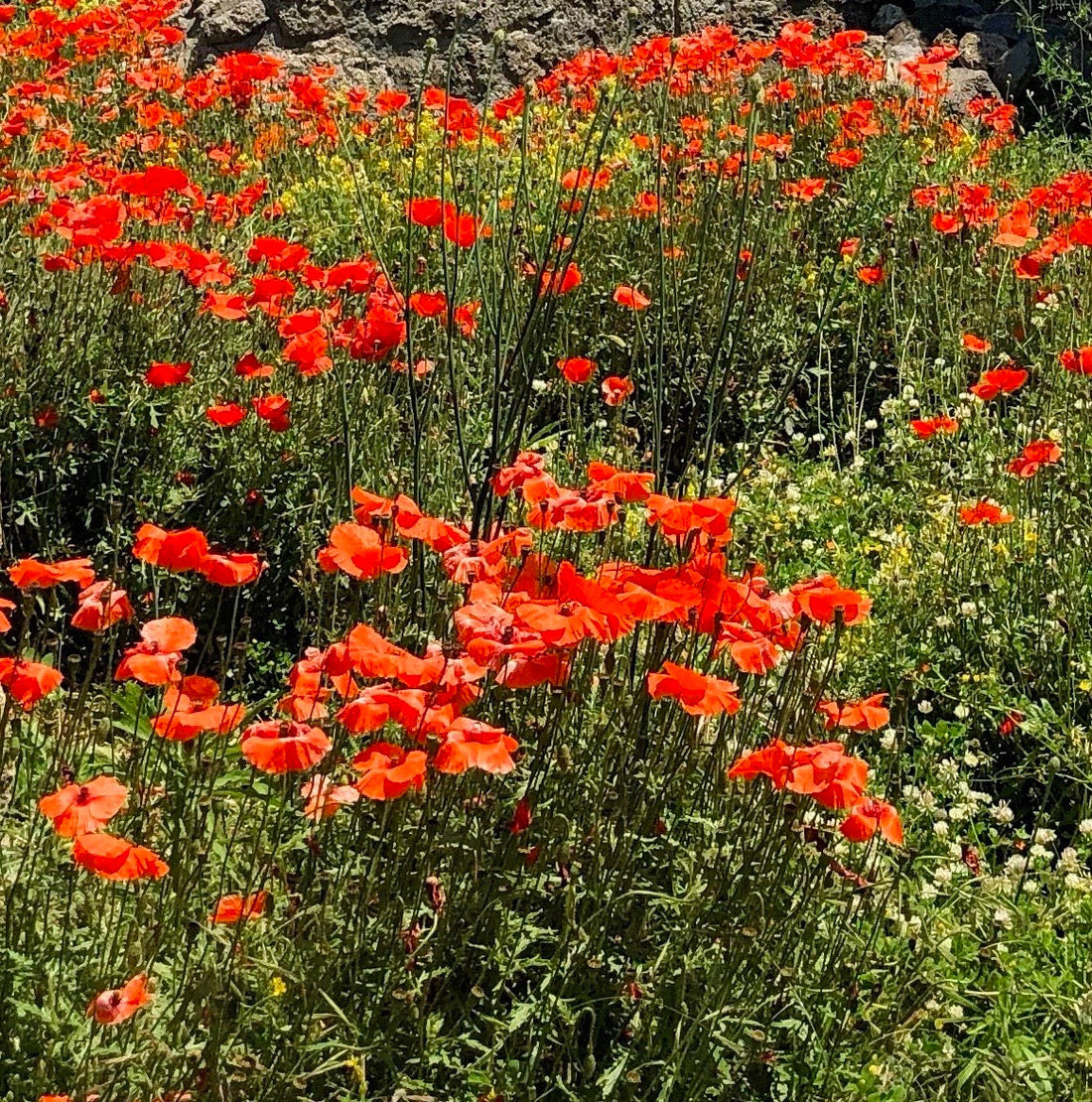 embracing the promise of poppies♥️