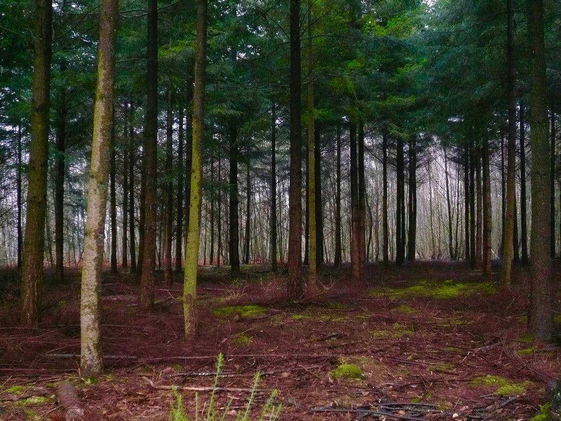 equinox🌗 trees🌳 and beauty from the forest